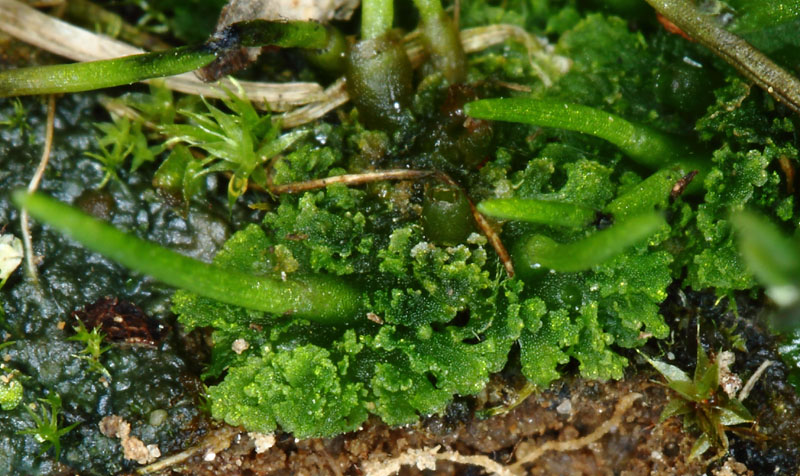 Anthoceros agrestis